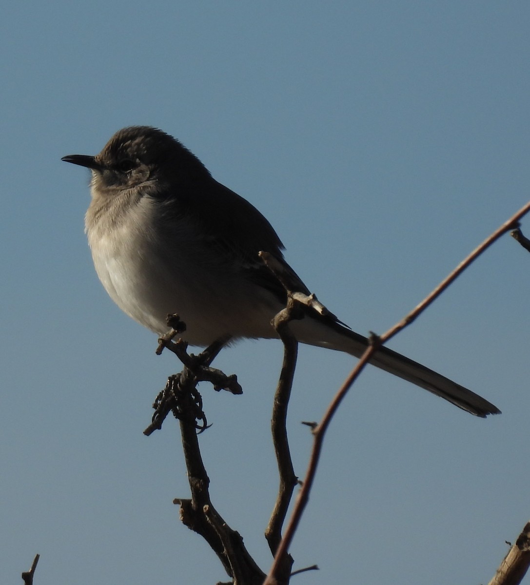 Northern Mockingbird - ML646063706