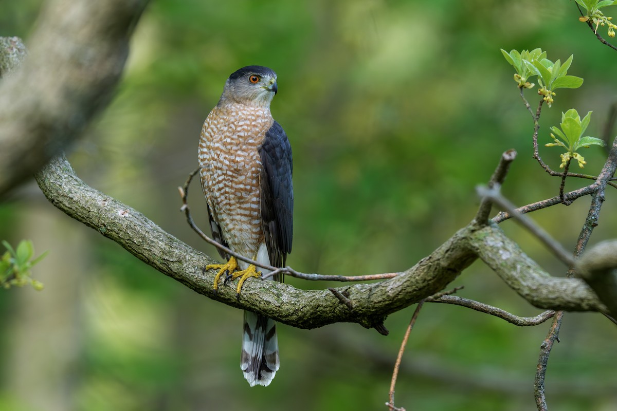 Cooper's Hawk - ML646063710
