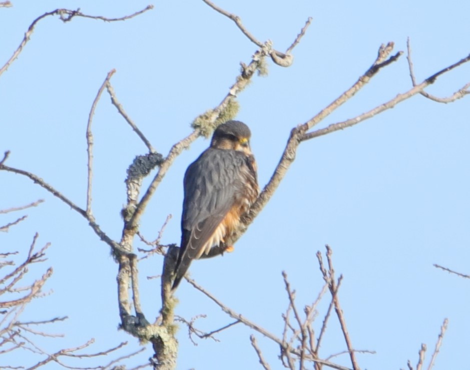 Merlin - ML646063713