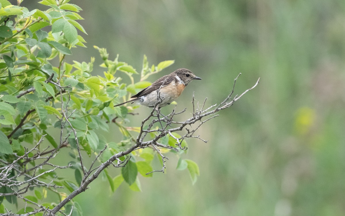 European Stonechat - ML646063717