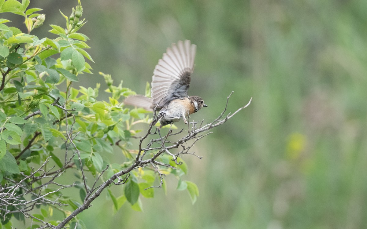 European Stonechat - ML646063718