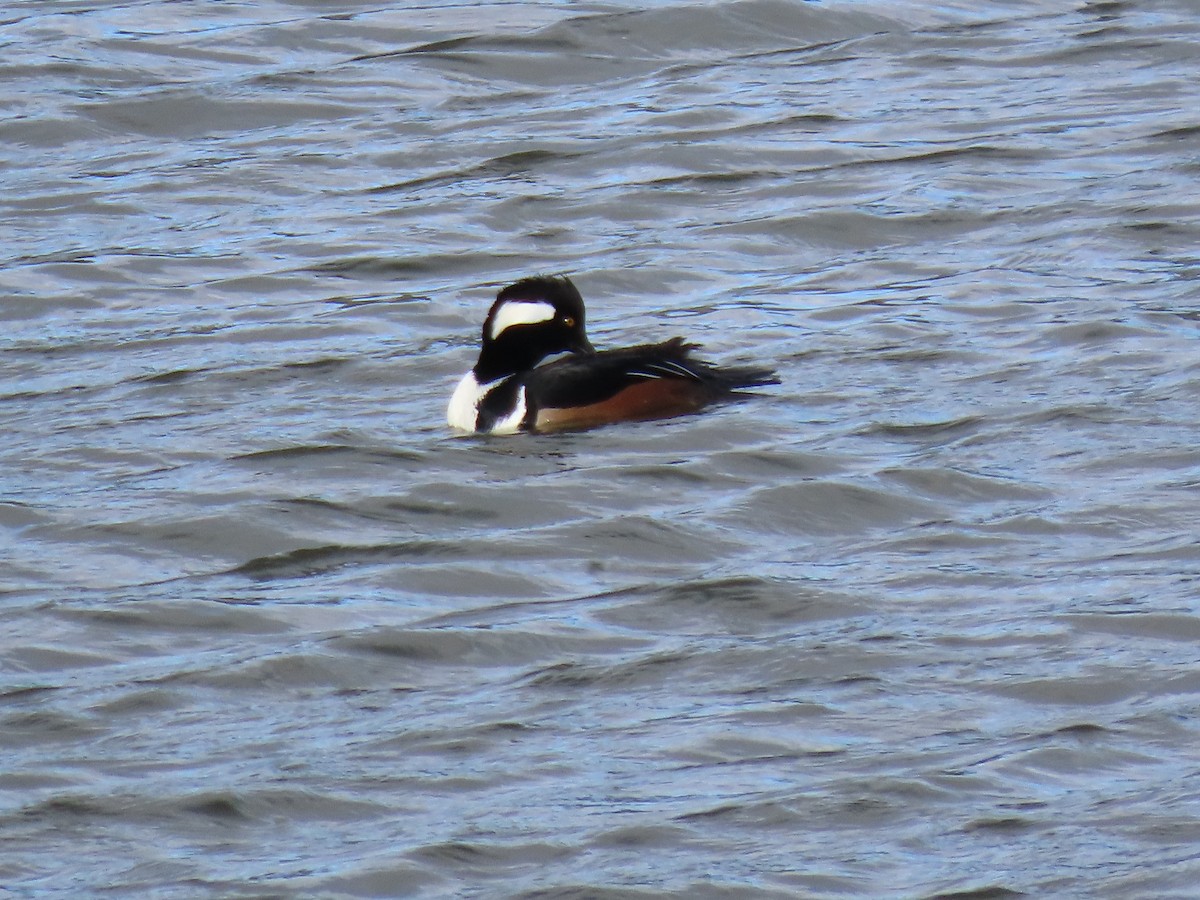 Zerra buruhandia - ML646063723