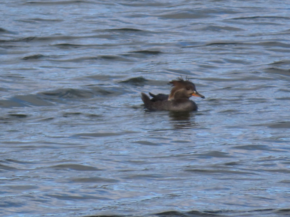 Zerra buruhandia - ML646063732