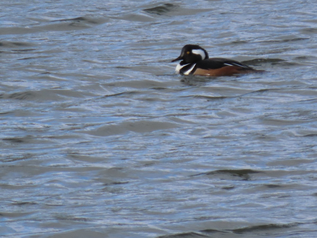 Zerra buruhandia - ML646063740