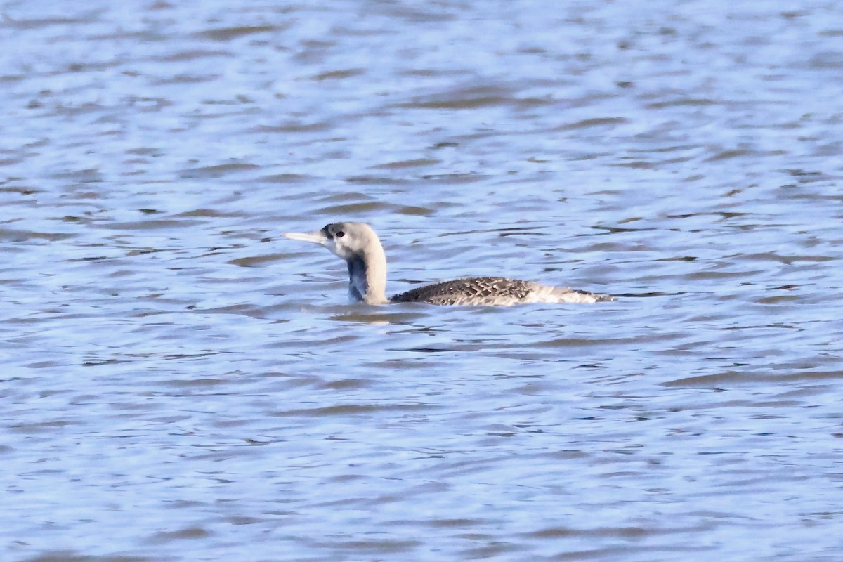 Red-throated Loon - ML646063741