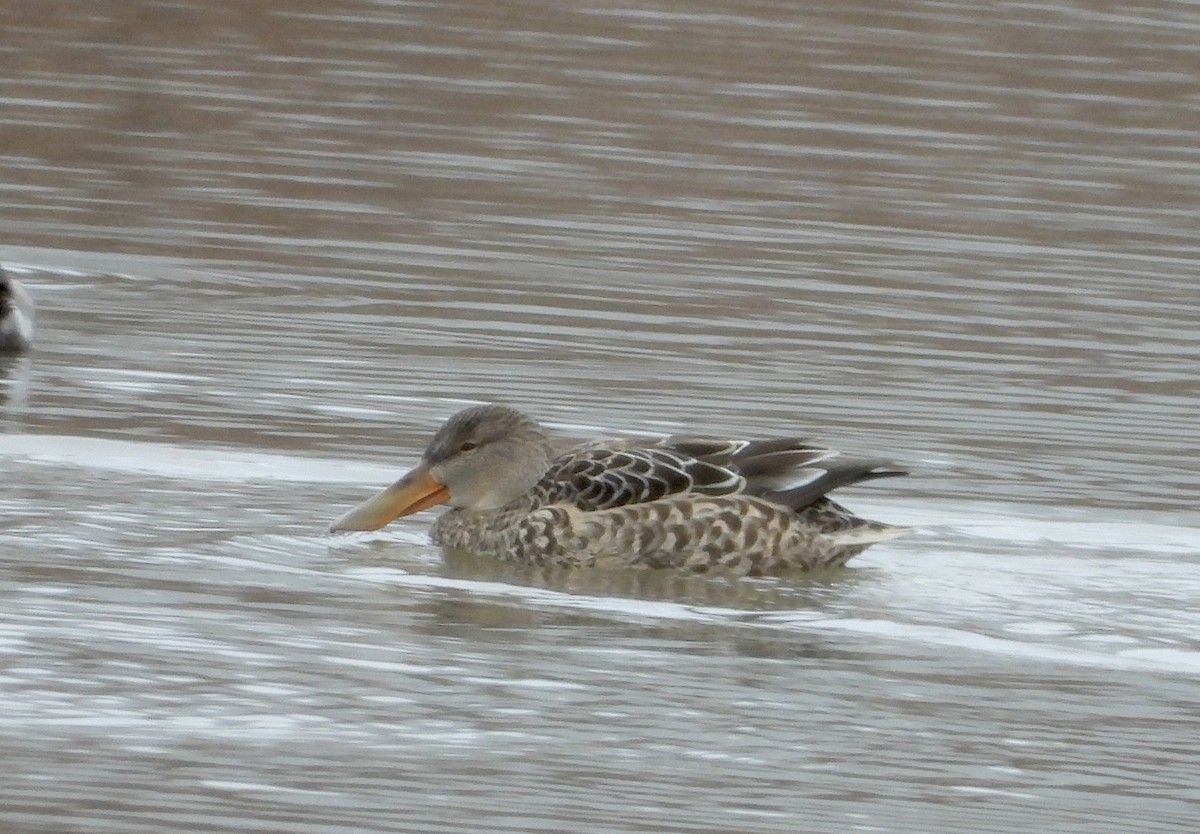 Northern Shoveler - ML646063753