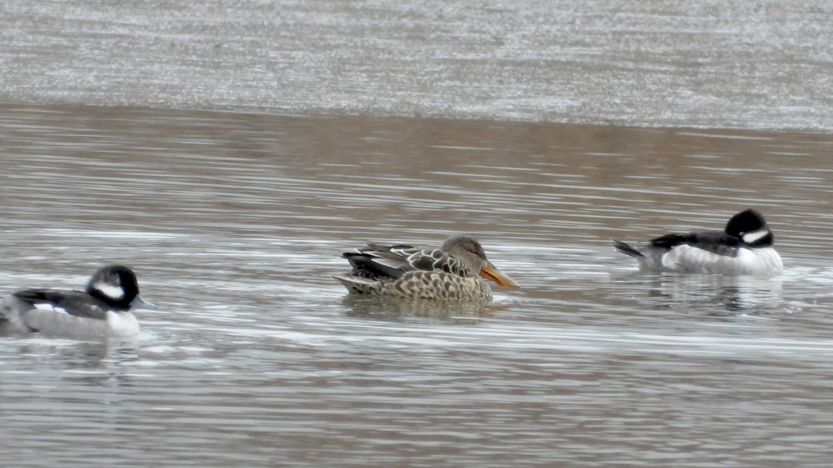 Northern Shoveler - ML646063754