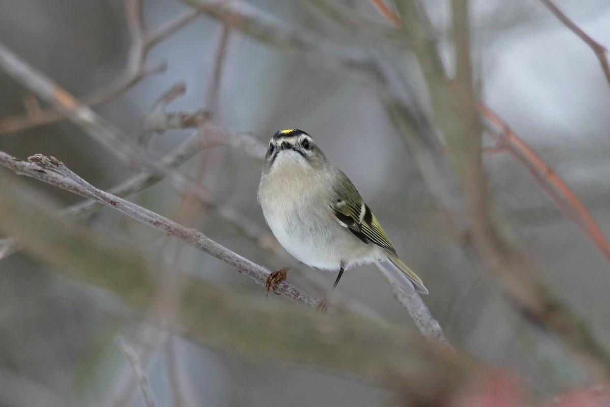 Golden-crowned Kinglet - ML646063755