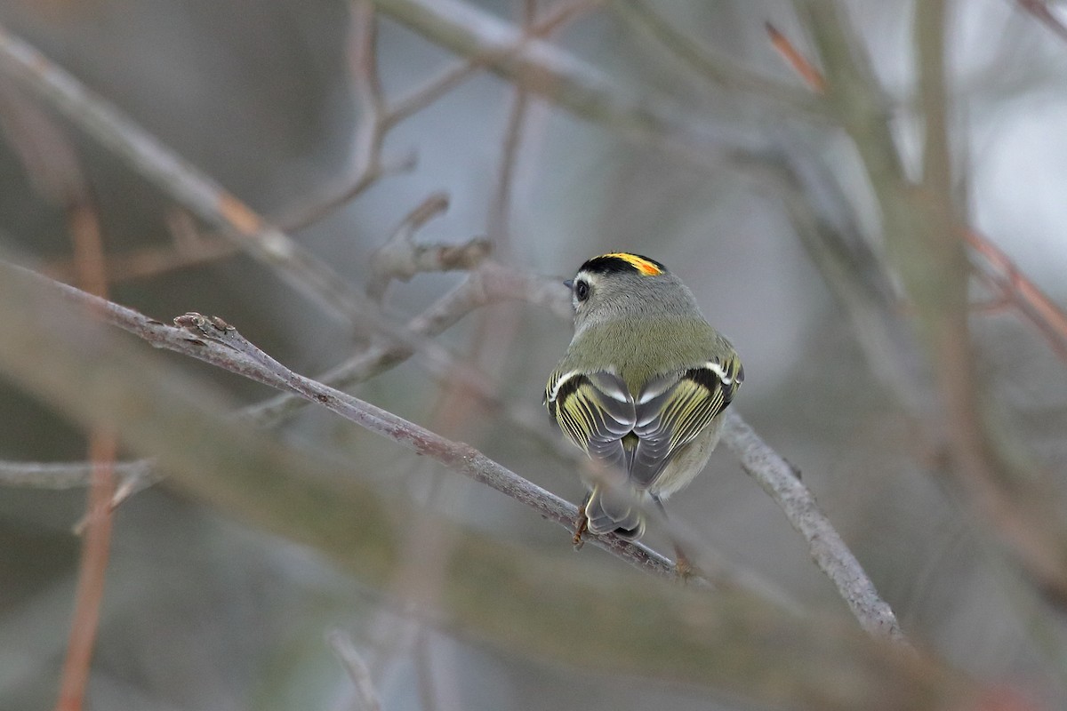 Golden-crowned Kinglet - ML646063756
