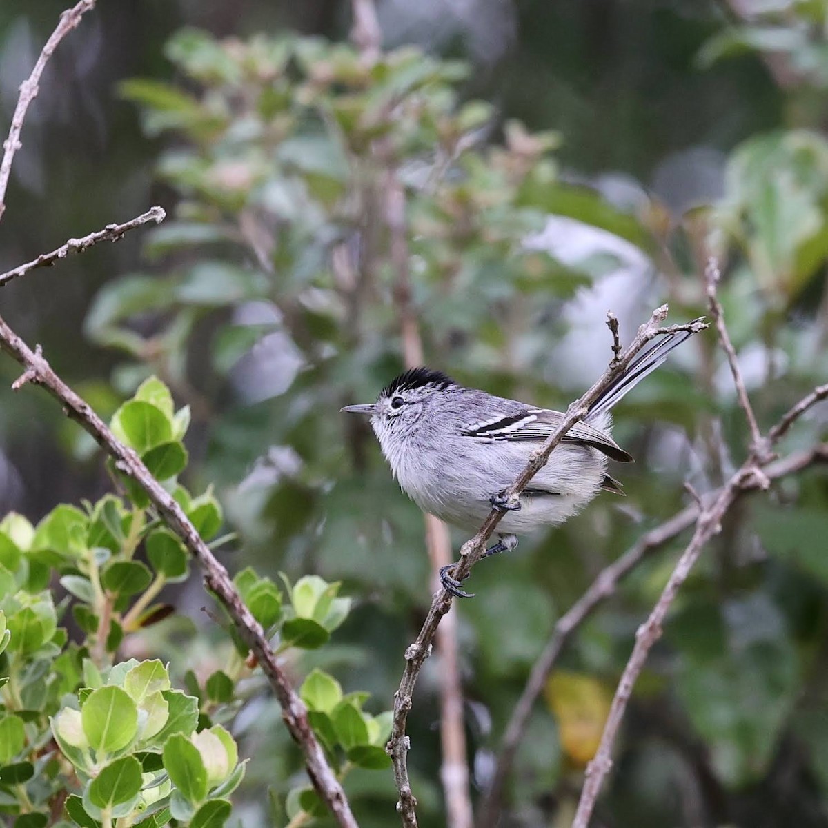 Kara Başlı Karıncaçıvgını - ML646063762