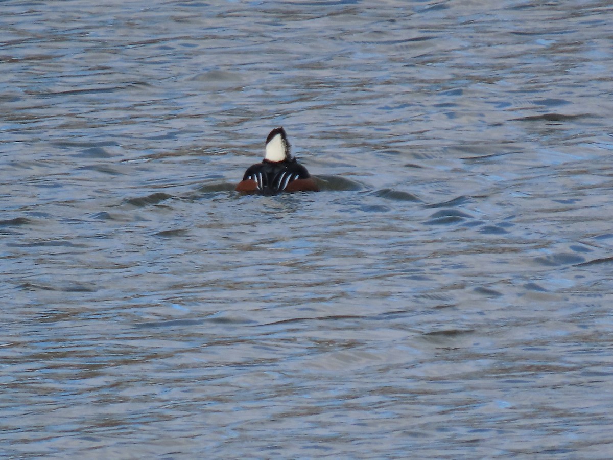 Zerra buruhandia - ML646063766