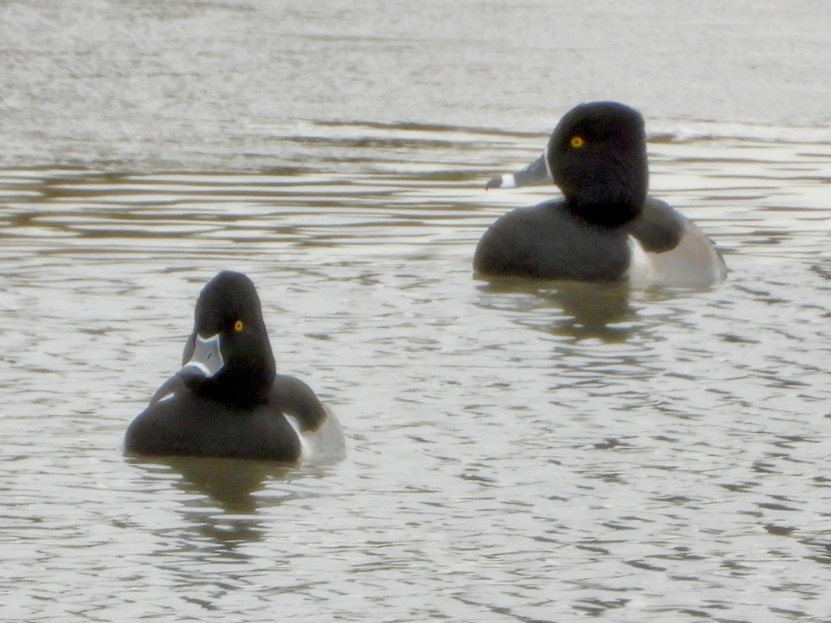 Ring-necked Duck - ML646063768