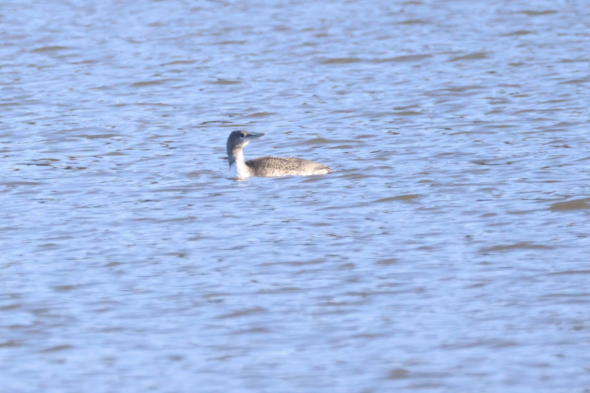 Red-throated Loon - ML646063769