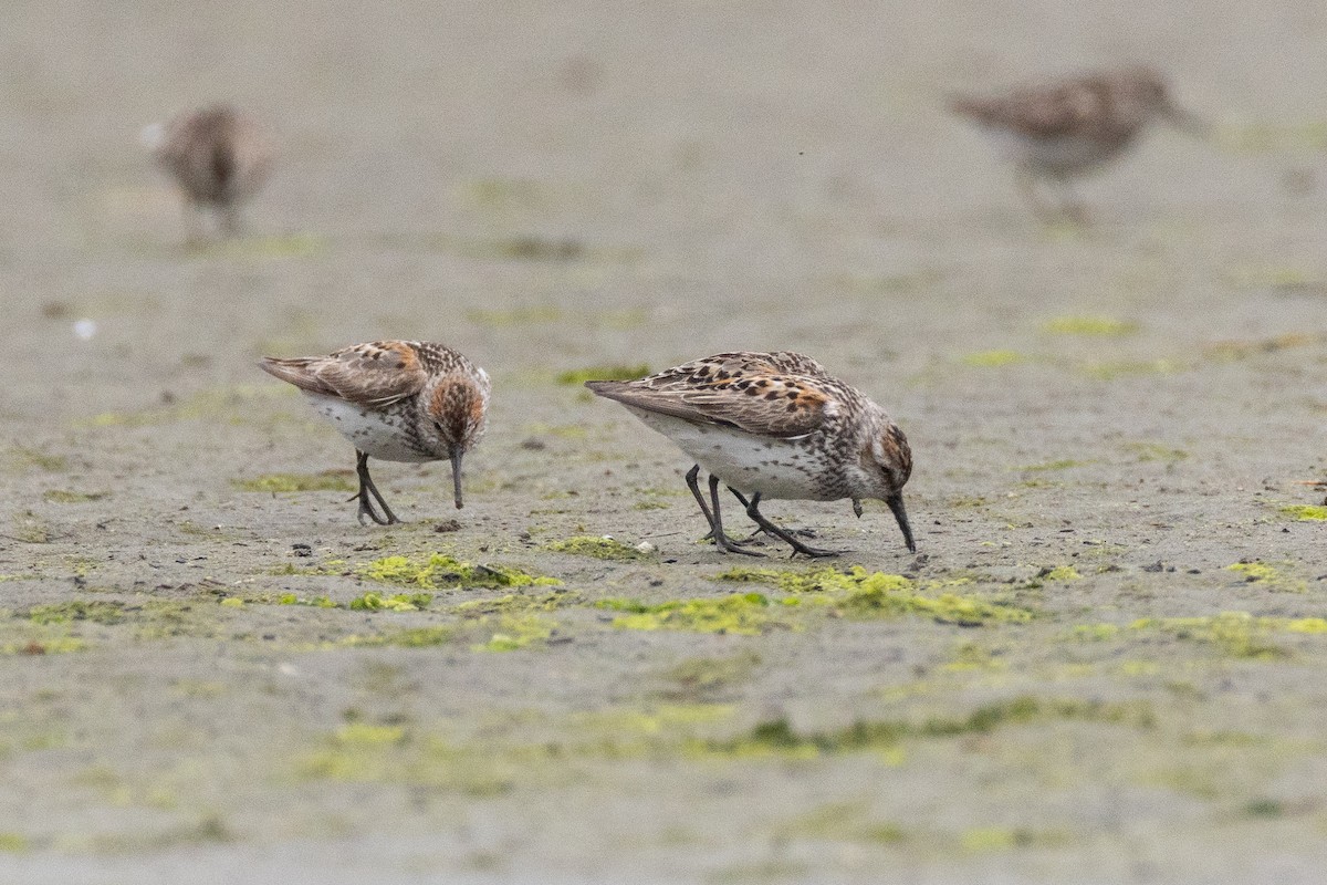 Western Sandpiper - ML646063770