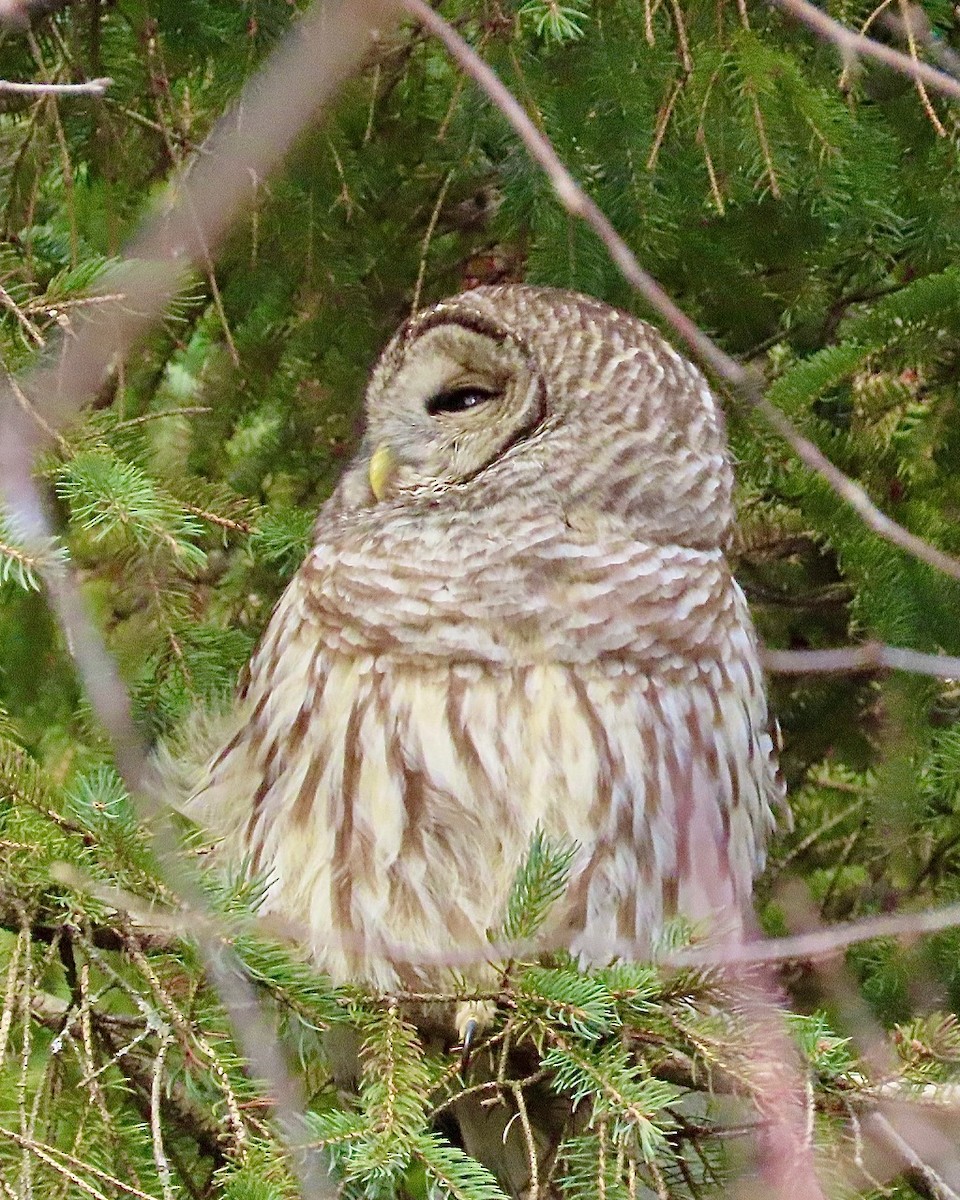 Barred Owl - ML646063772