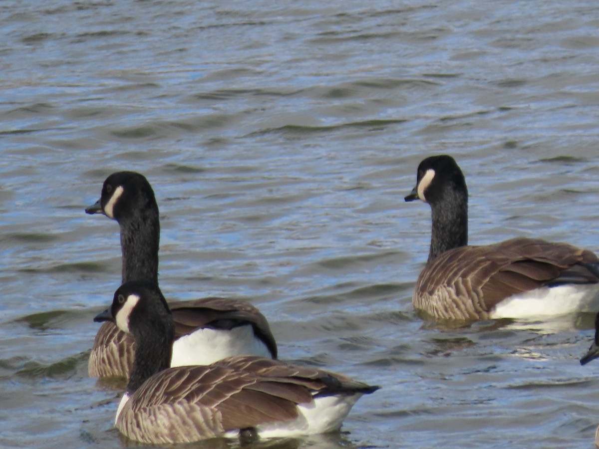 Branta kanadar handia - ML646063780