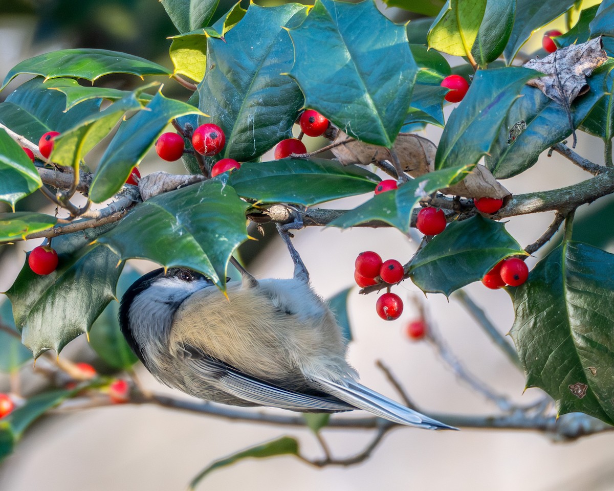 Carolina Chickadee - ML646063781