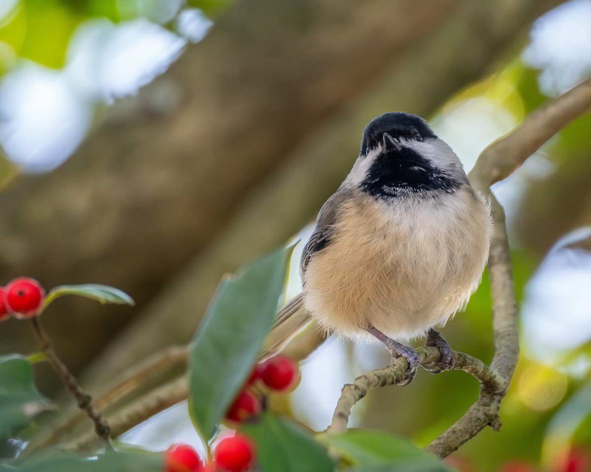 Carolina Chickadee - ML646063782