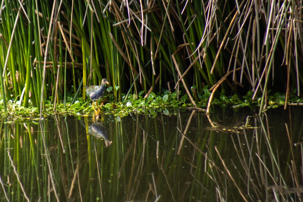 Purple Gallinule - ML646063783