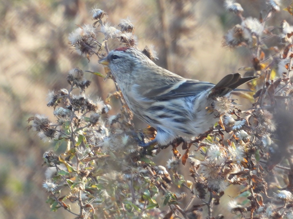 Redpoll - ML646063784