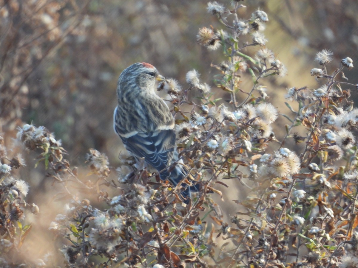 Redpoll - ML646063785