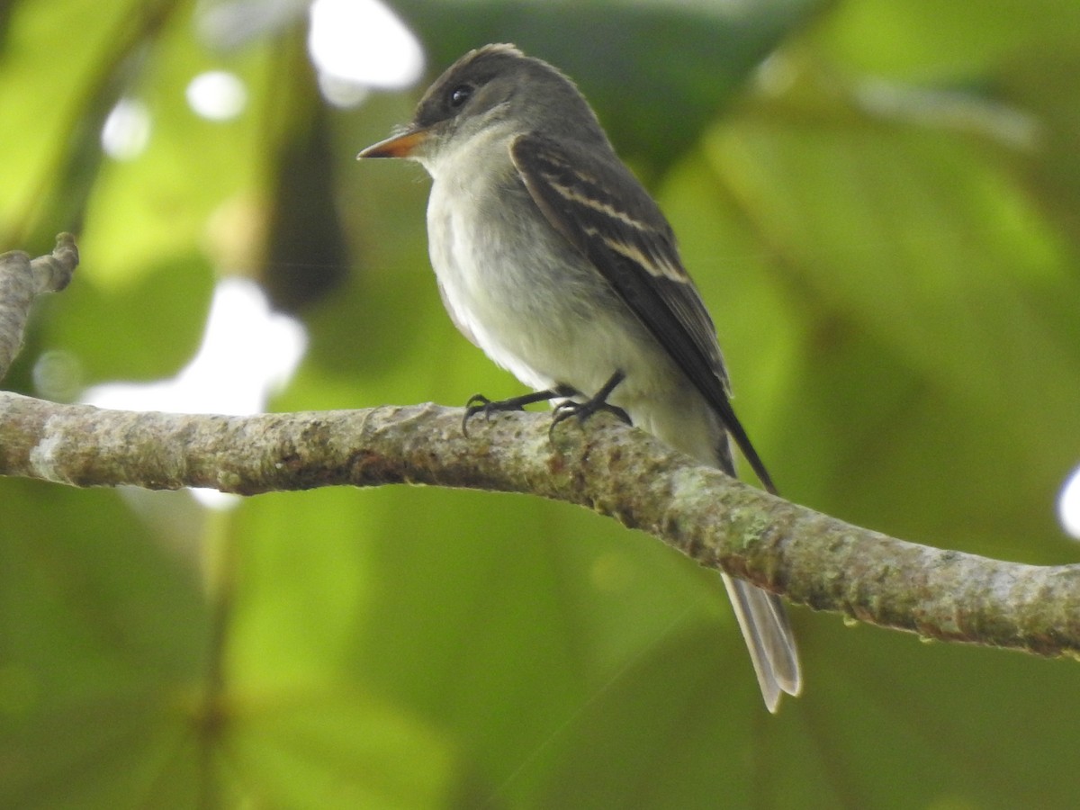 Pibí Oriental - ML646063786