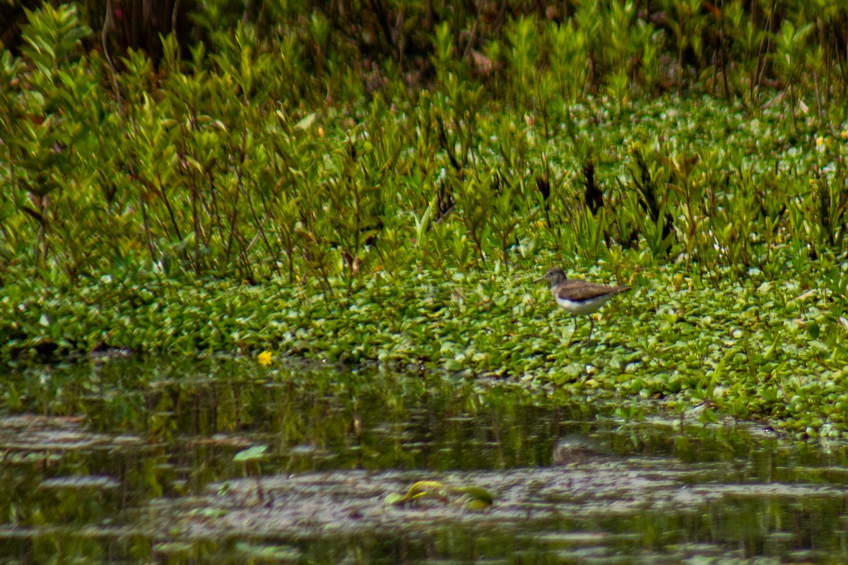 Solitary Sandpiper - ML646063787