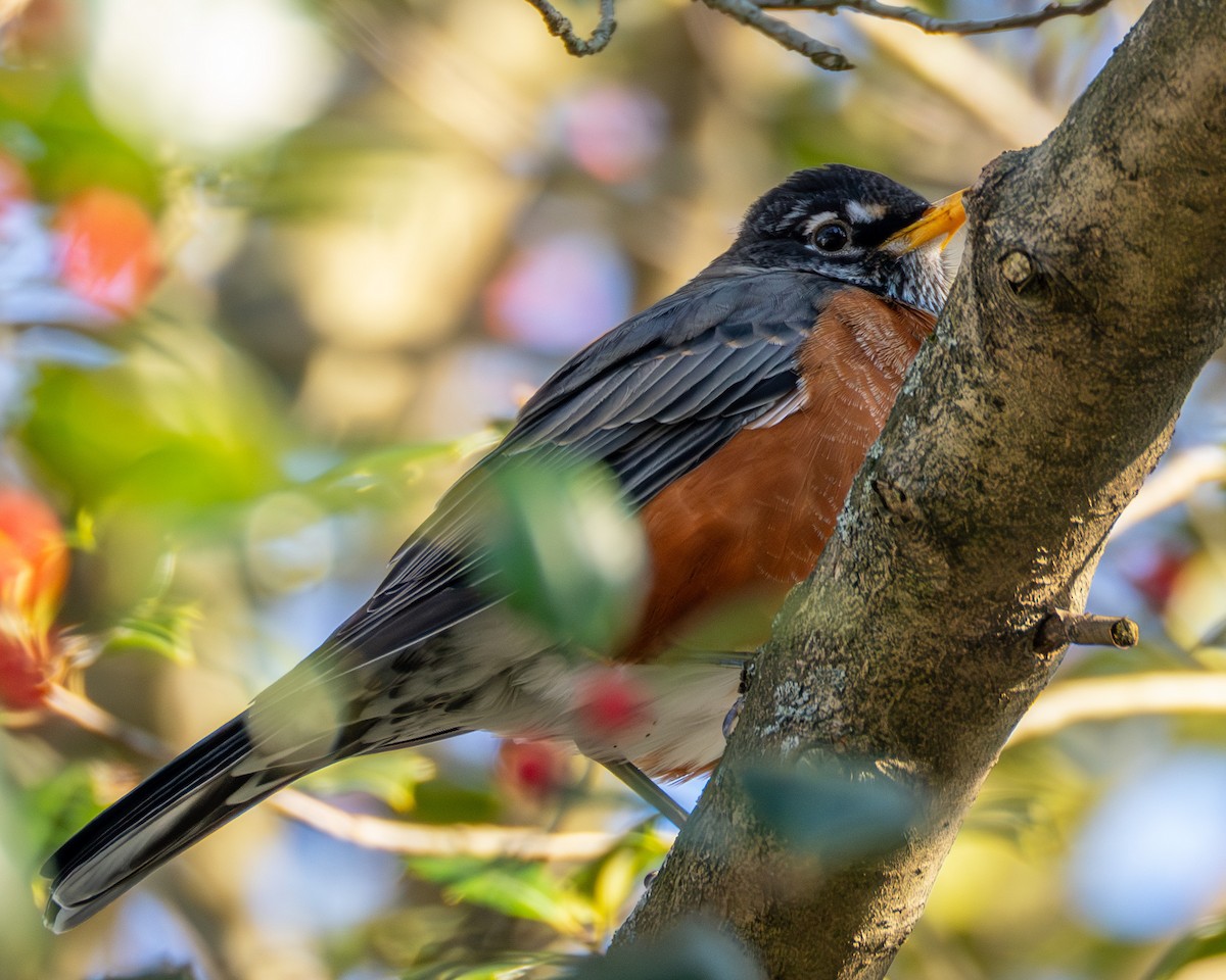 American Robin - ML646063794