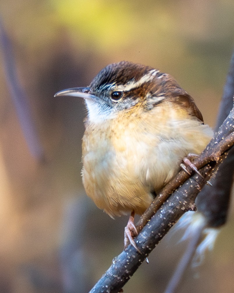 Carolina Wren - ML646063797