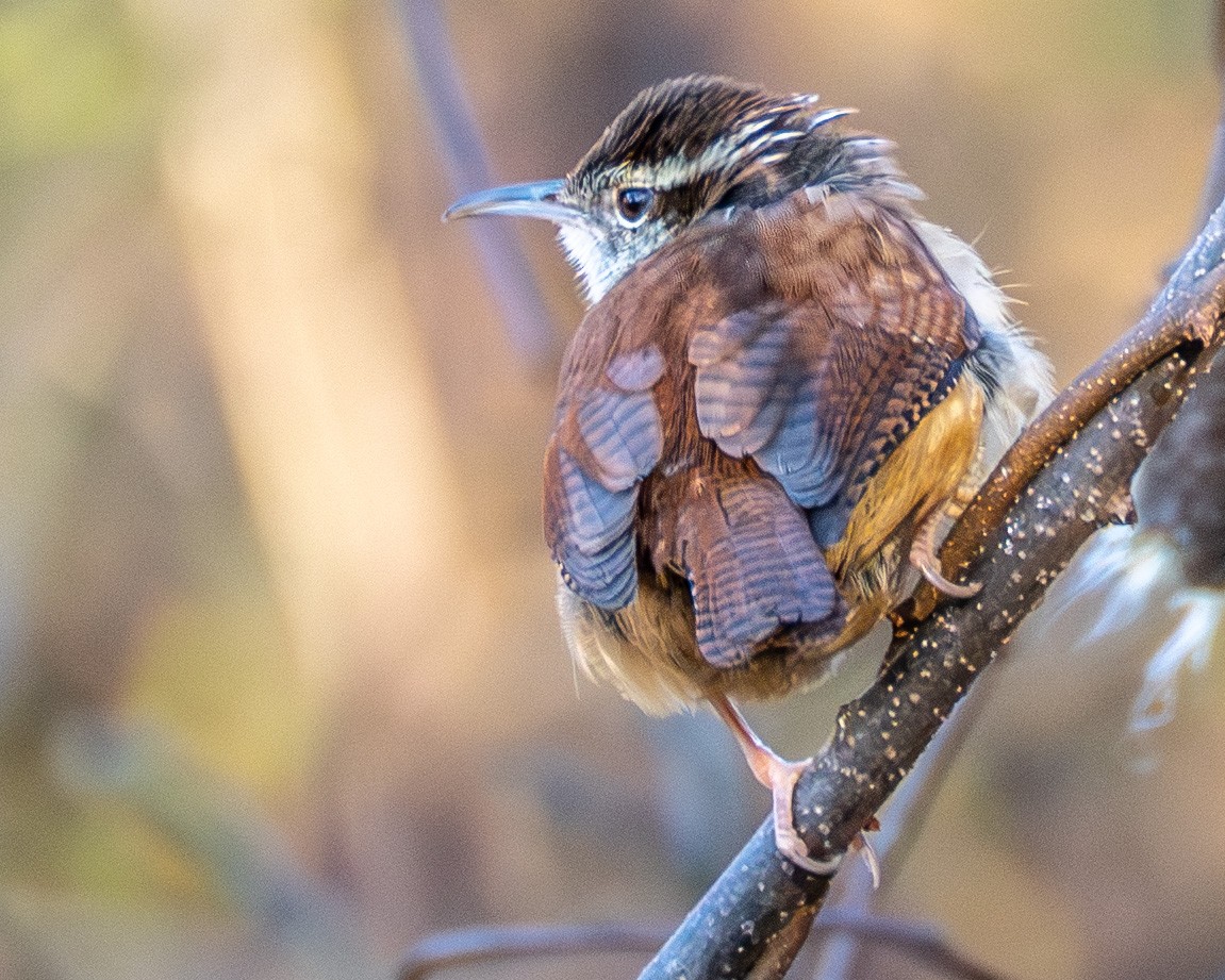 Carolina Wren - ML646063798