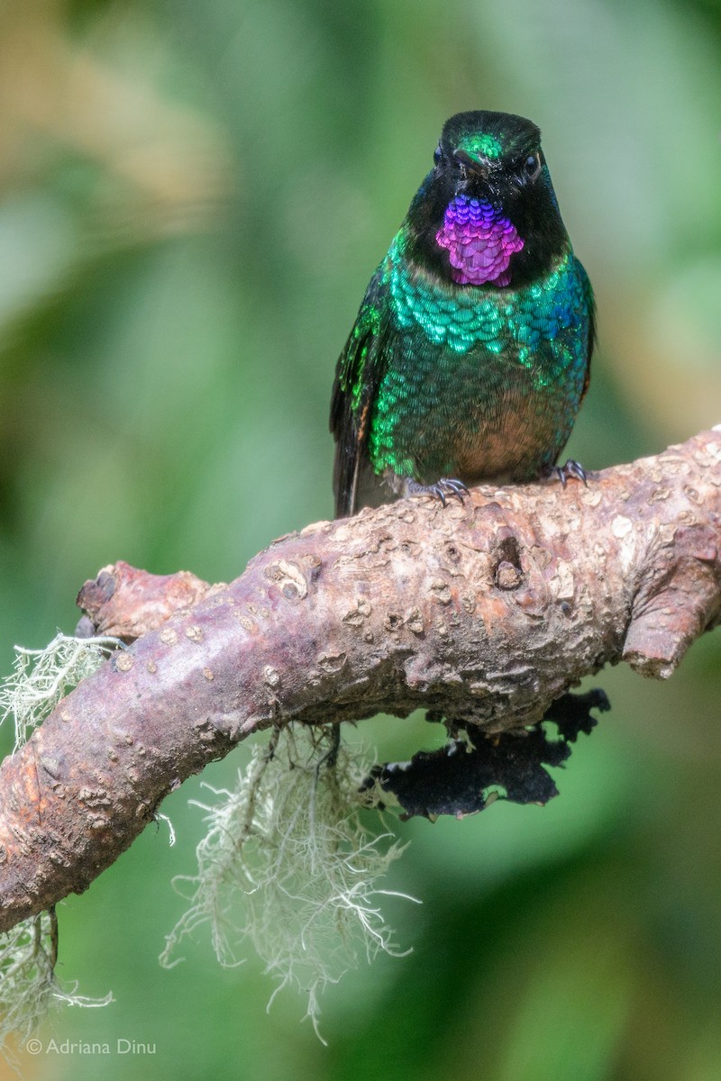 Tourmaline Sunangel - ML646063802