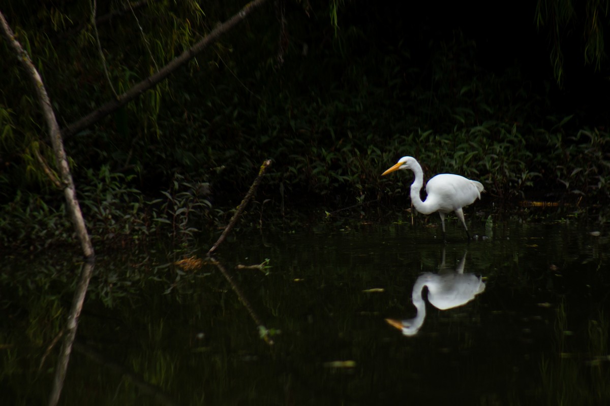 Great Egret - ML646063803