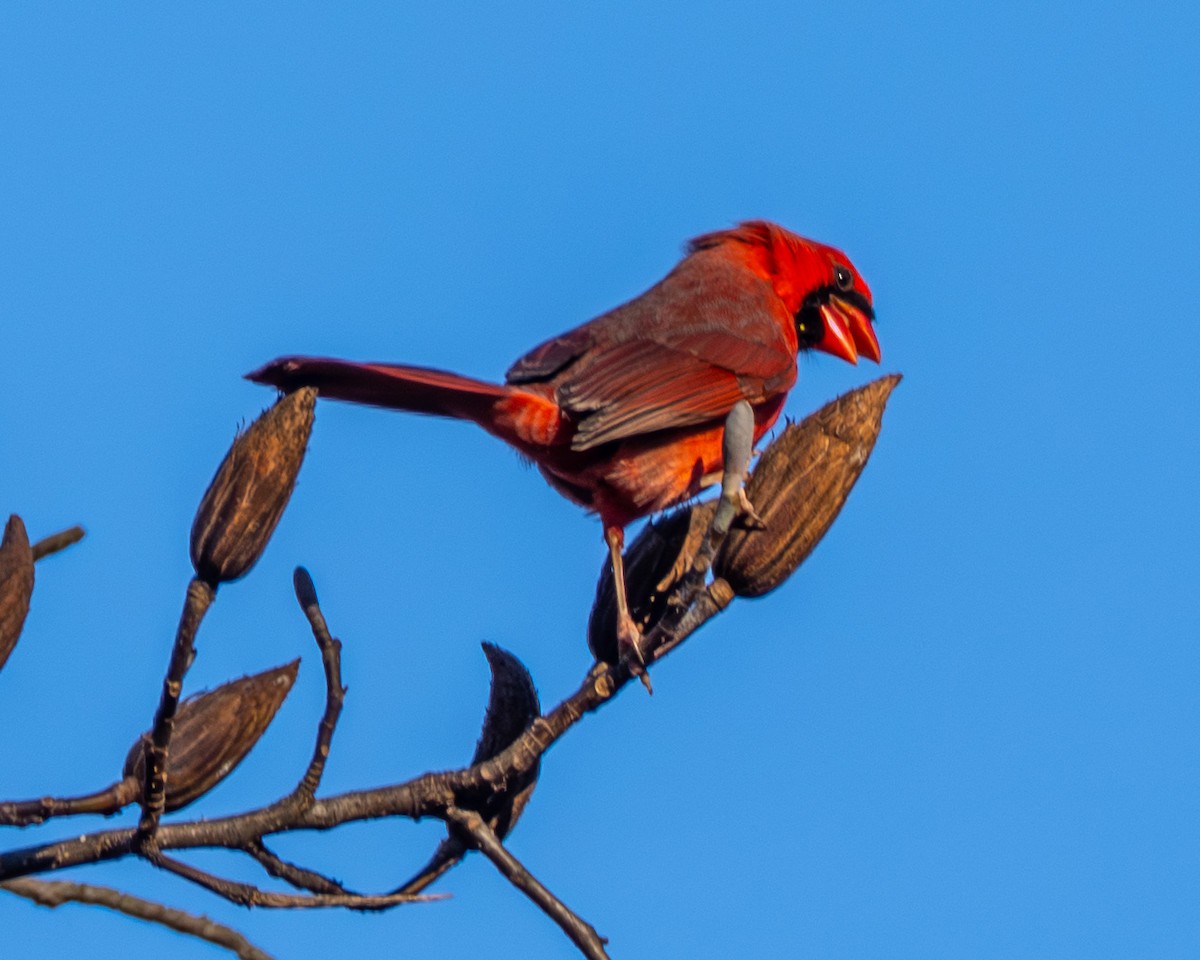 Northern Cardinal - ML646063804