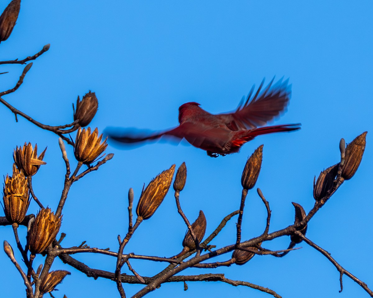 Northern Cardinal - ML646063805