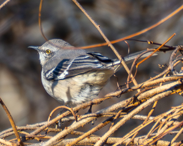 Northern Mockingbird - ML646063809