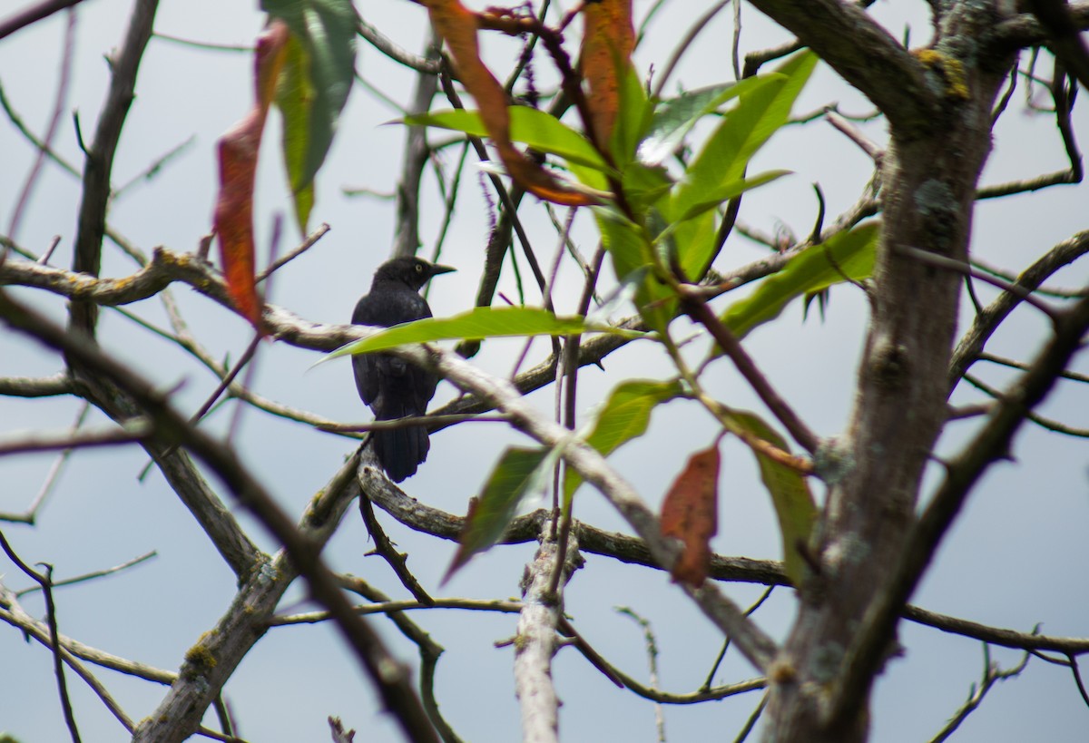 Carib Grackle - ML646063811