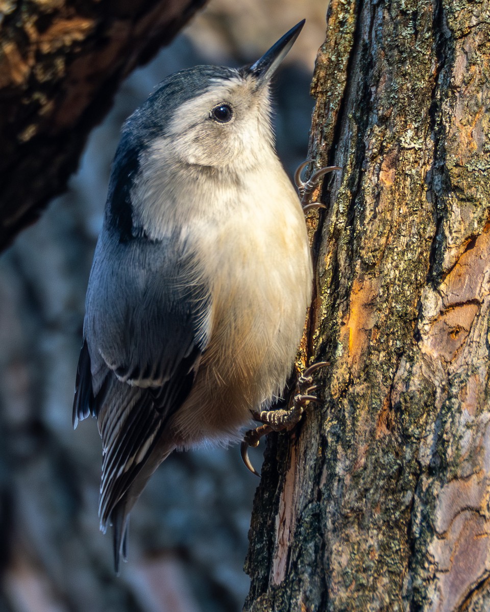 White-breasted Nuthatch - ML646063813