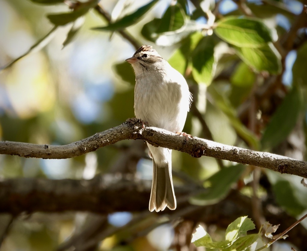 Chipping Sparrow - ML646063818