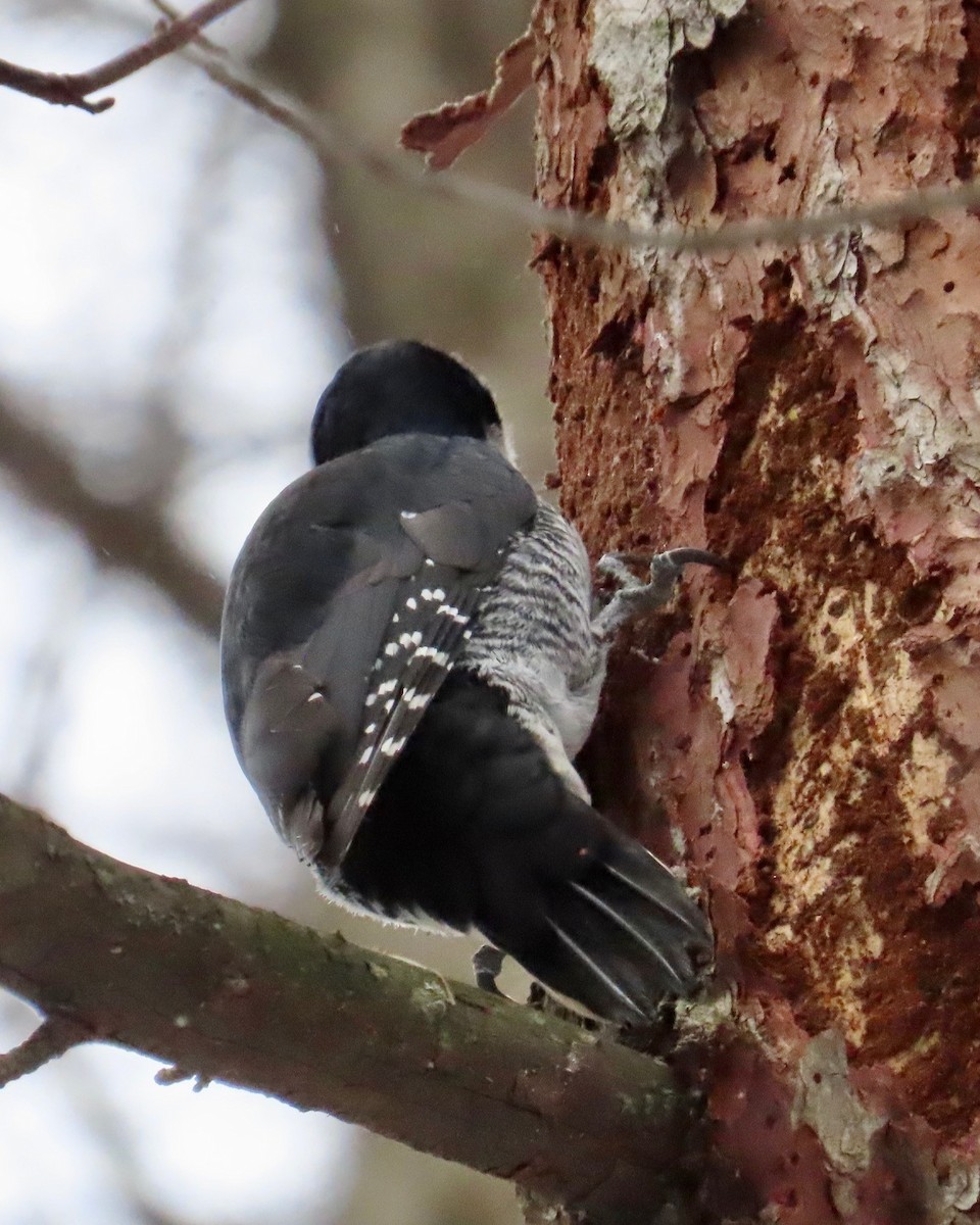 Black-backed Woodpecker - ML646063819