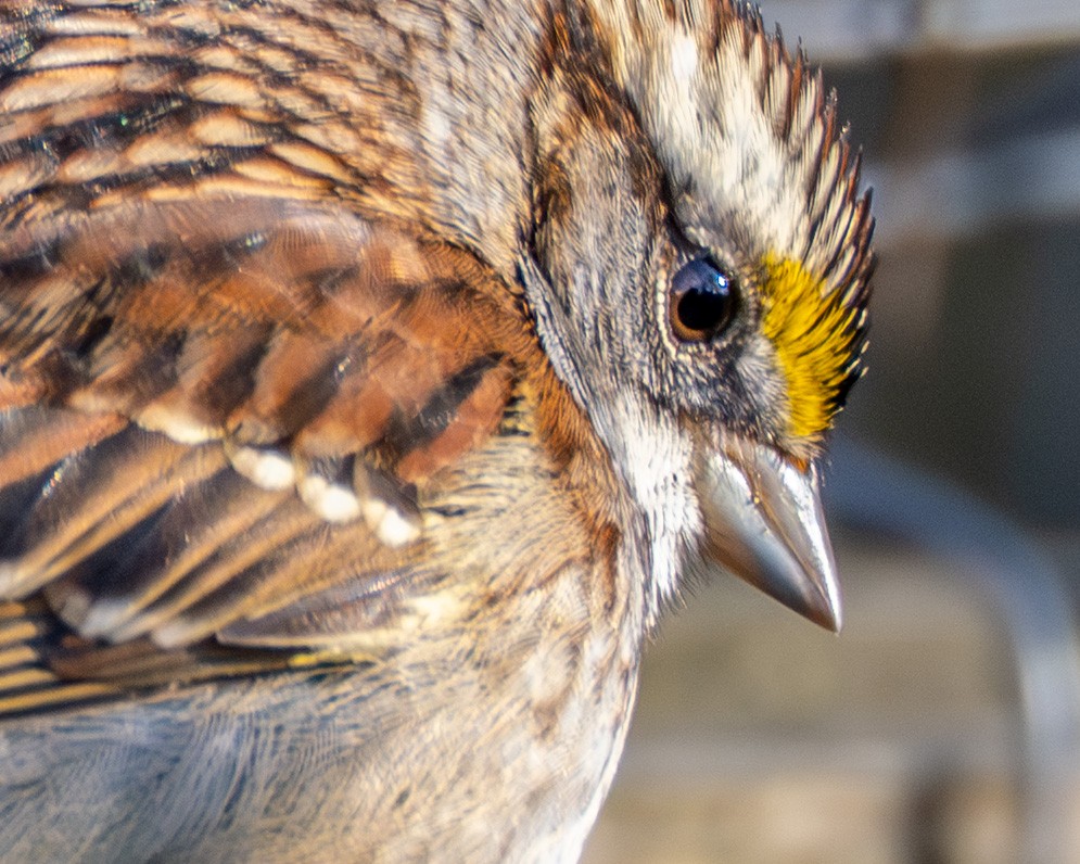 White-throated Sparrow - ML646063823