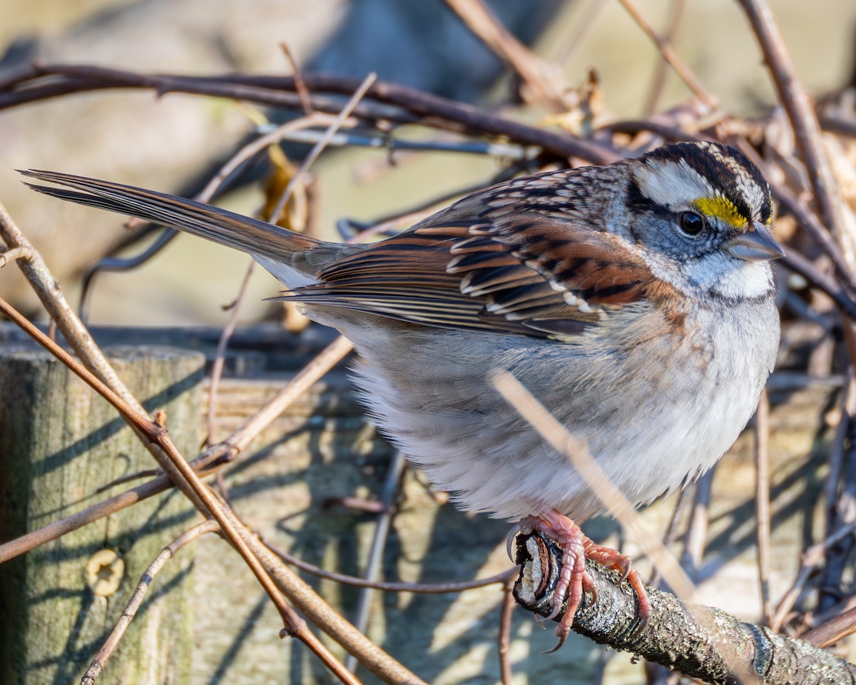 White-throated Sparrow - ML646063825