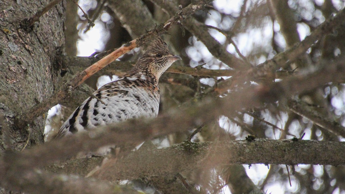 jeřábek kanadský - ML646063828