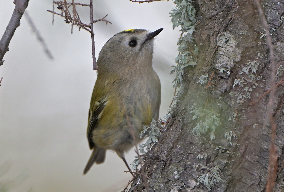 králíček obecný - ML646063834