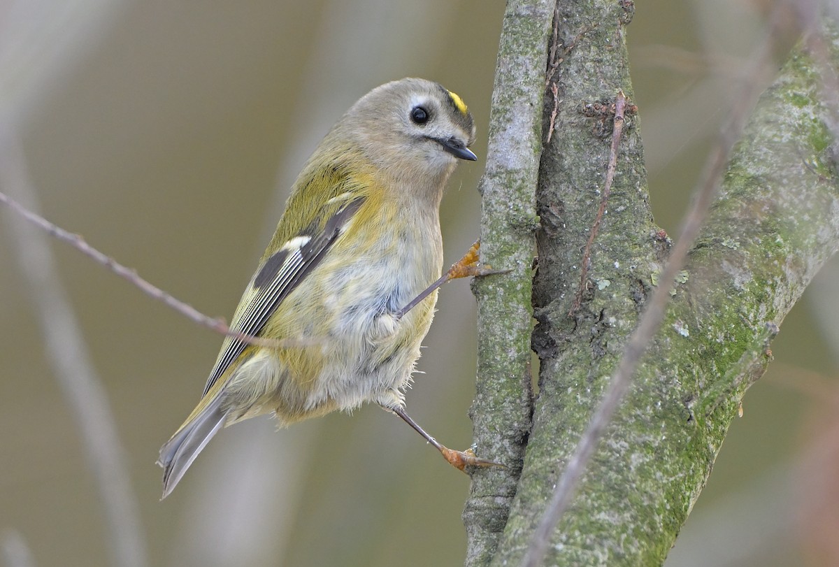 králíček obecný - ML646063835