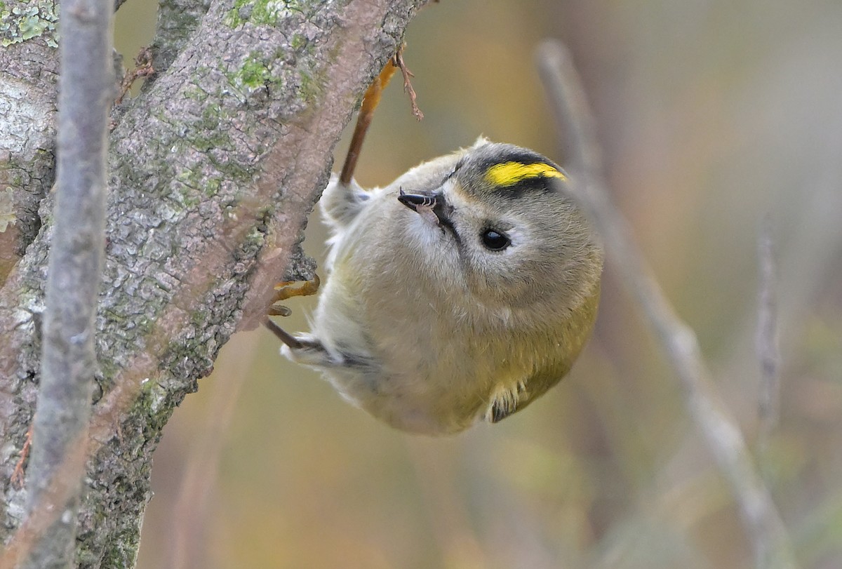 králíček obecný - ML646063836