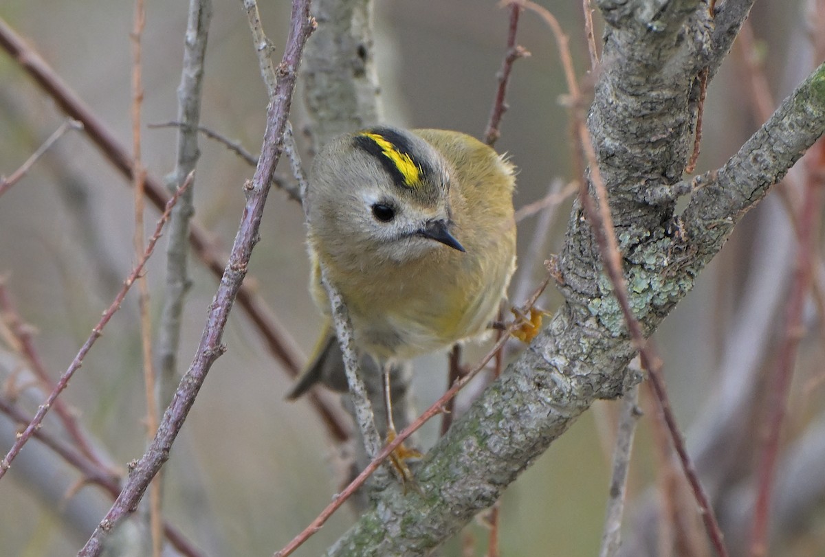 králíček obecný - ML646063837