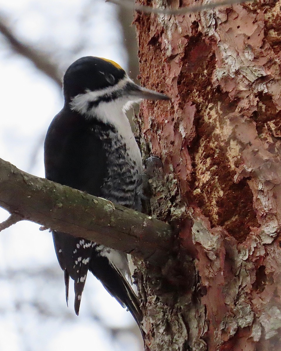 Black-backed Woodpecker - ML646063840
