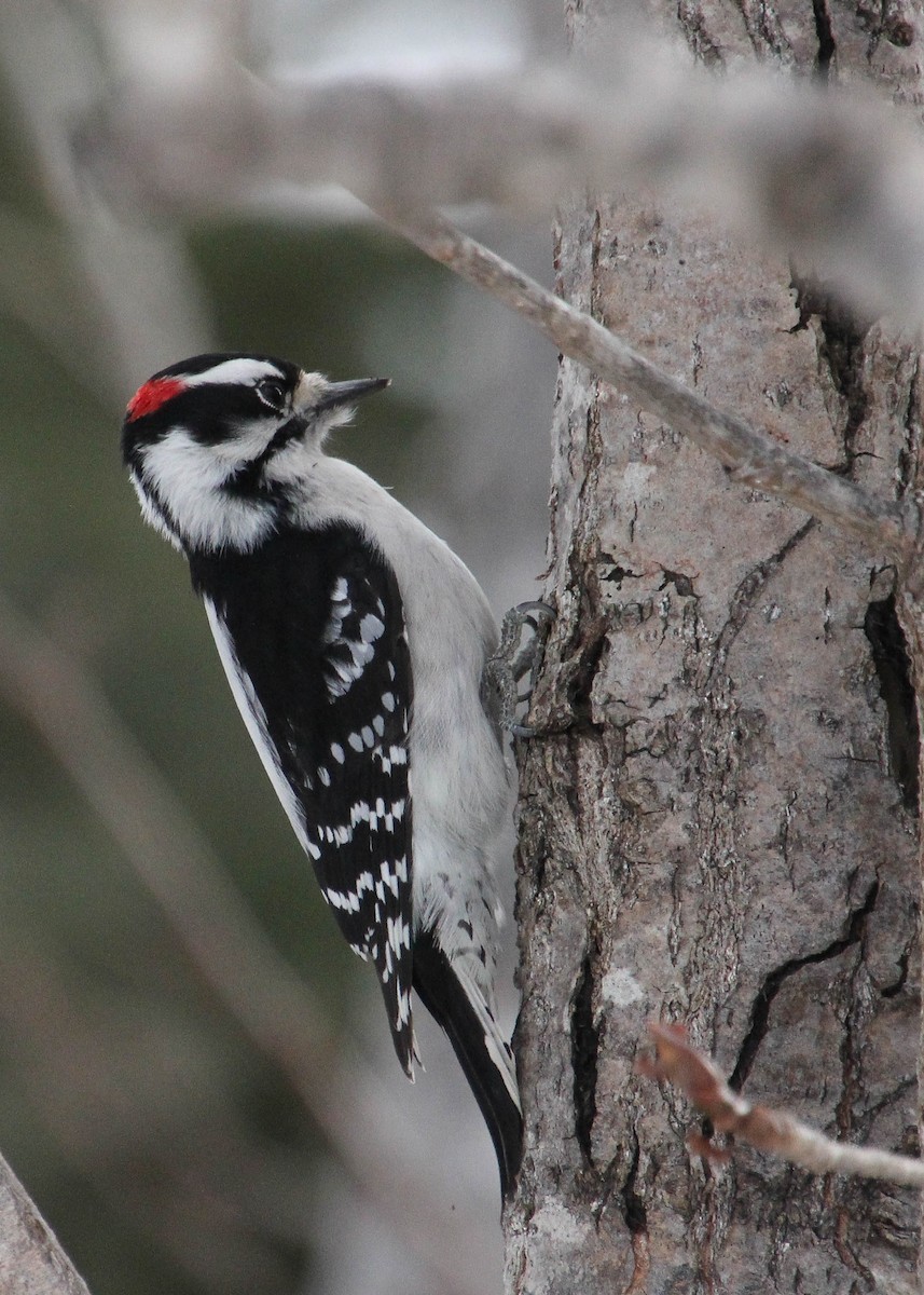 Downy Woodpecker - ML646063841