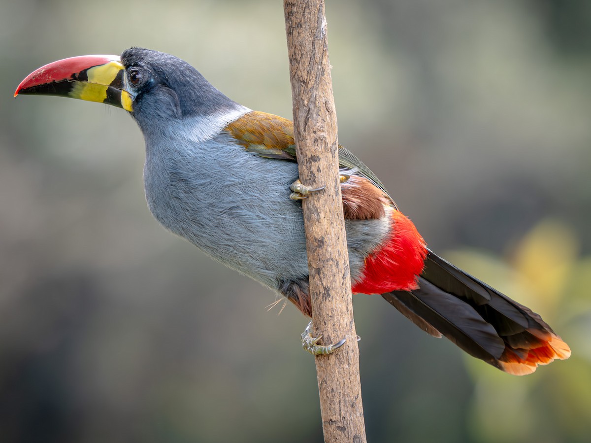 Gray-breasted Mountain-Toucan - ML646063844