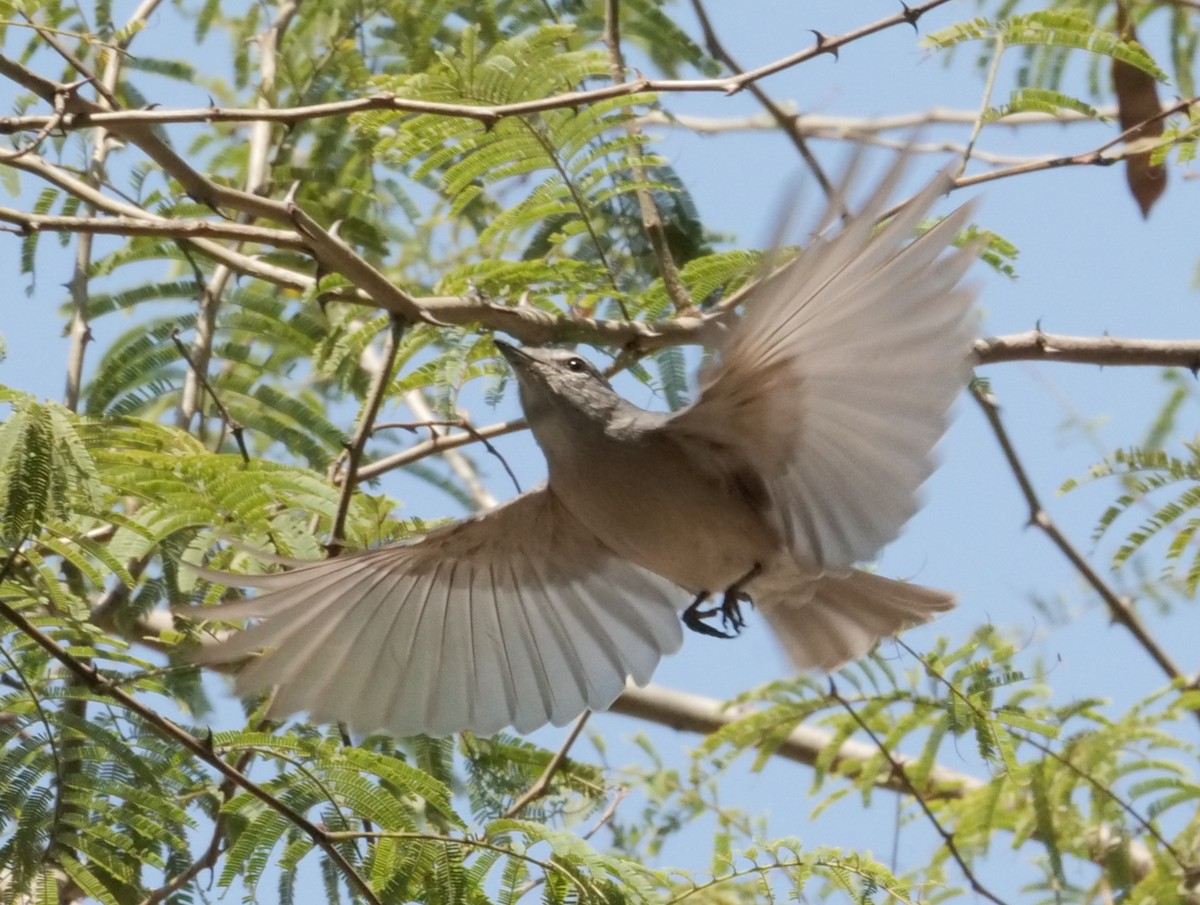 Пепельная мухоловка - ML646063848
